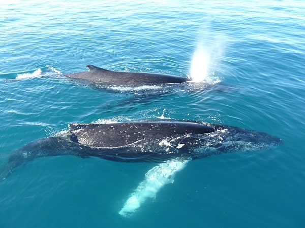 Ballenas jorobadas